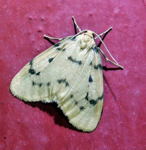 Paidia rica